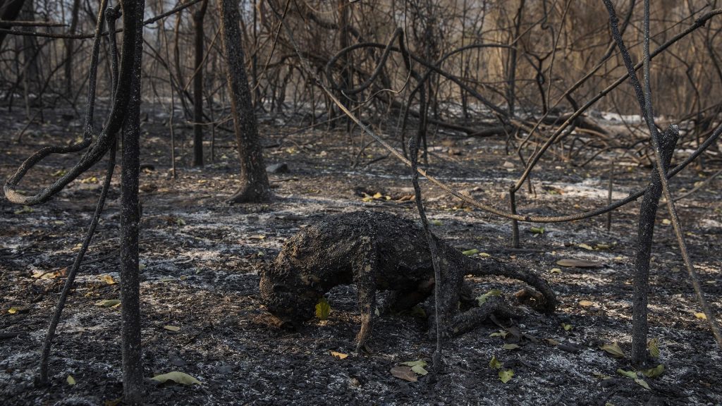 A Bugio monkey ( Alouatta ) left carbonized after it was burned to death by a forest fire that swept through the Santa Tereza farm in the Pantanal. The forest fires in the region were so intense that not even the fastest animals were able to escape its flames.
In 2020 the Pantanal faced the largest destruction by burning in its history. From January to October, fires burned 4.200.000 hectares of the Pantanal, which corresponds to 28% of the entire biome, killing a vast amount of the region's wildlife.