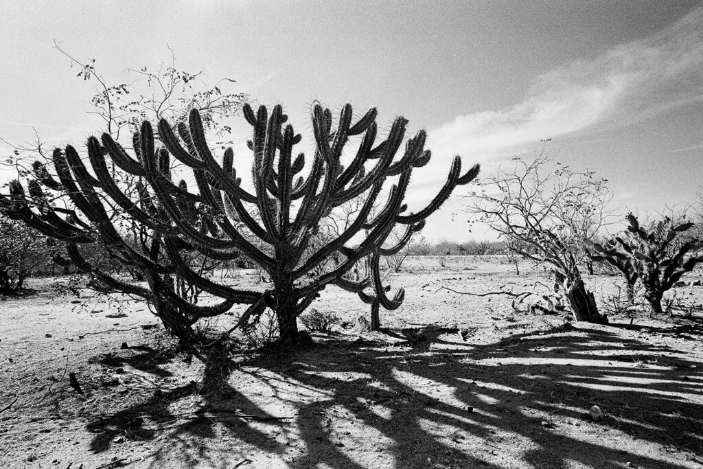 Mandacaru no Sertão da Bahia para o livro Vidas Secas 70 anos, BA, 2008